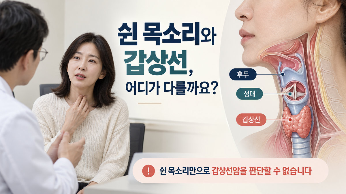 갑상선과 후두 성대의 위치 관계를 표시한 목 해부학 그림